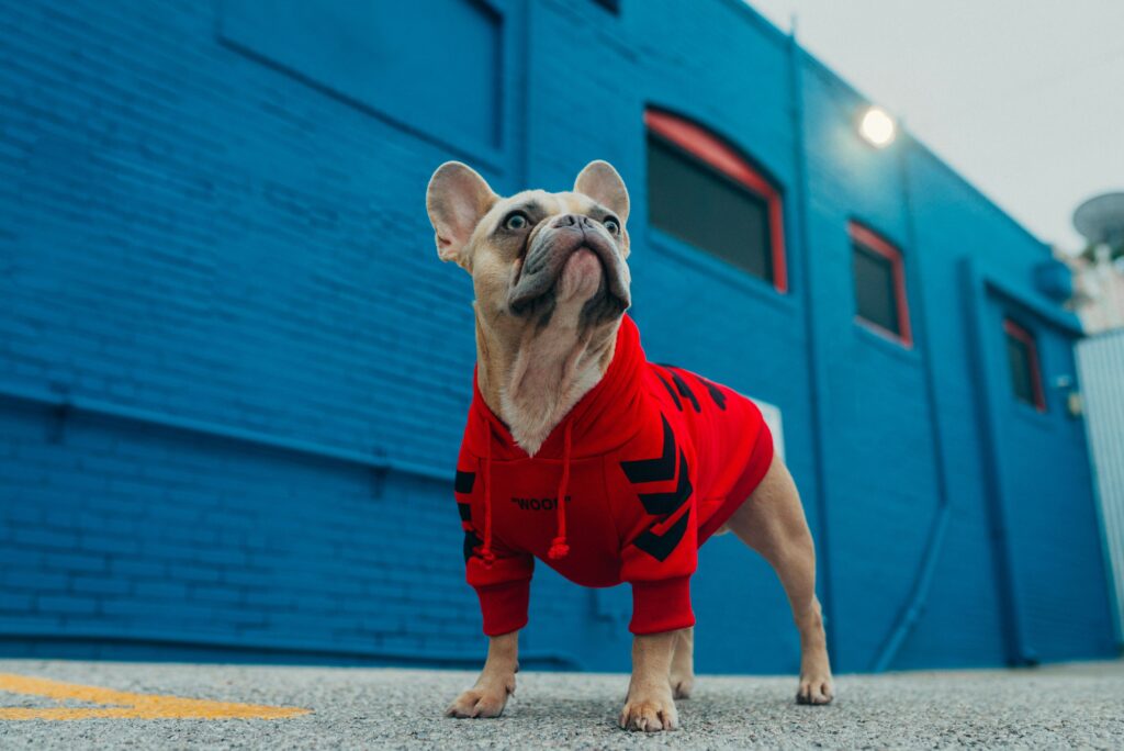 French bulldog clothes for dogs