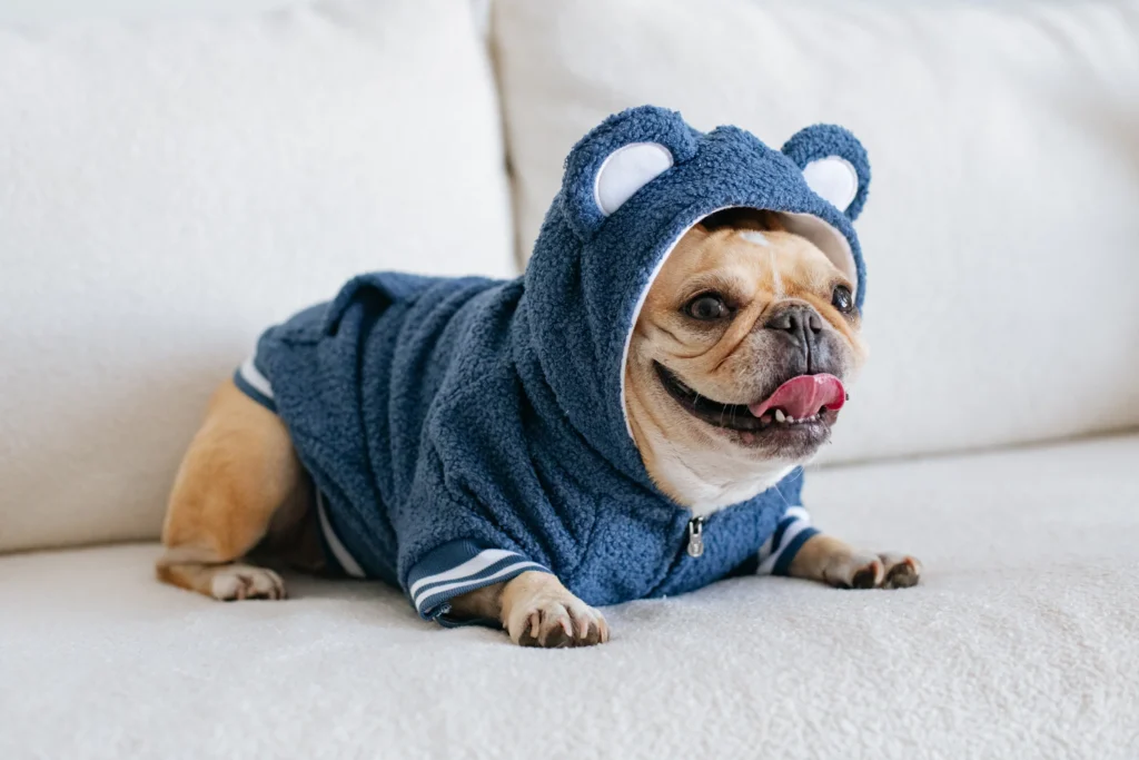 French bulldog clothes for dogs