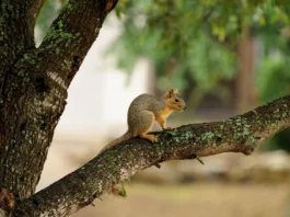 Swimming World Magazine Time Converter: The Ultimate Guide for Swimmers and Coaches